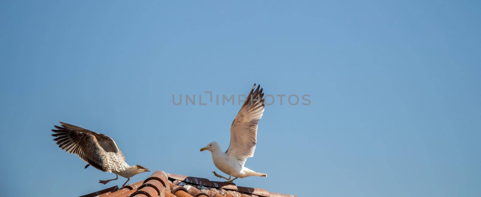 Seagull is sitting on the roof