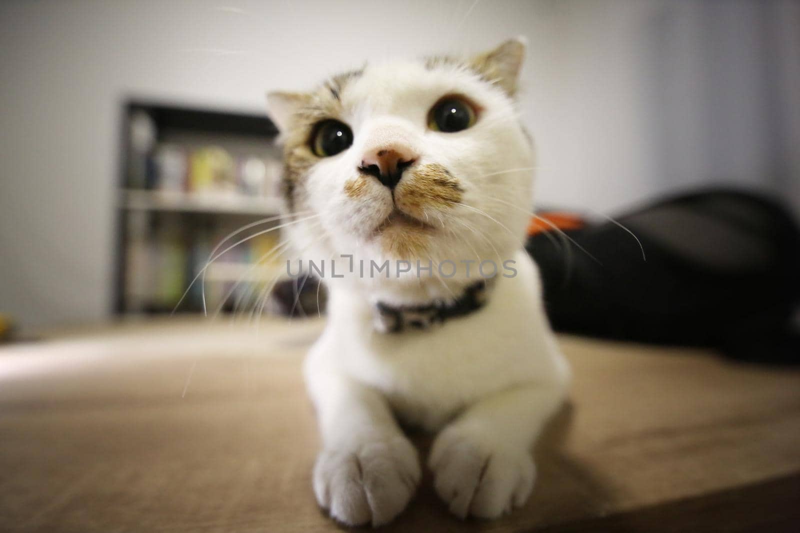 portrait of white cat with big eye looking at camara.