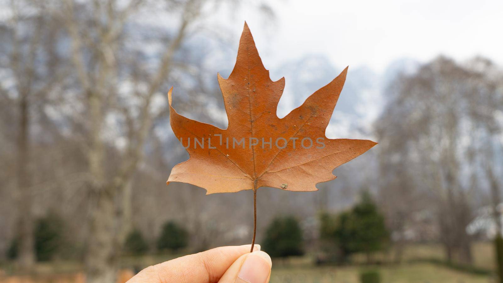 Dried Maple leaf on hand by chuanchai