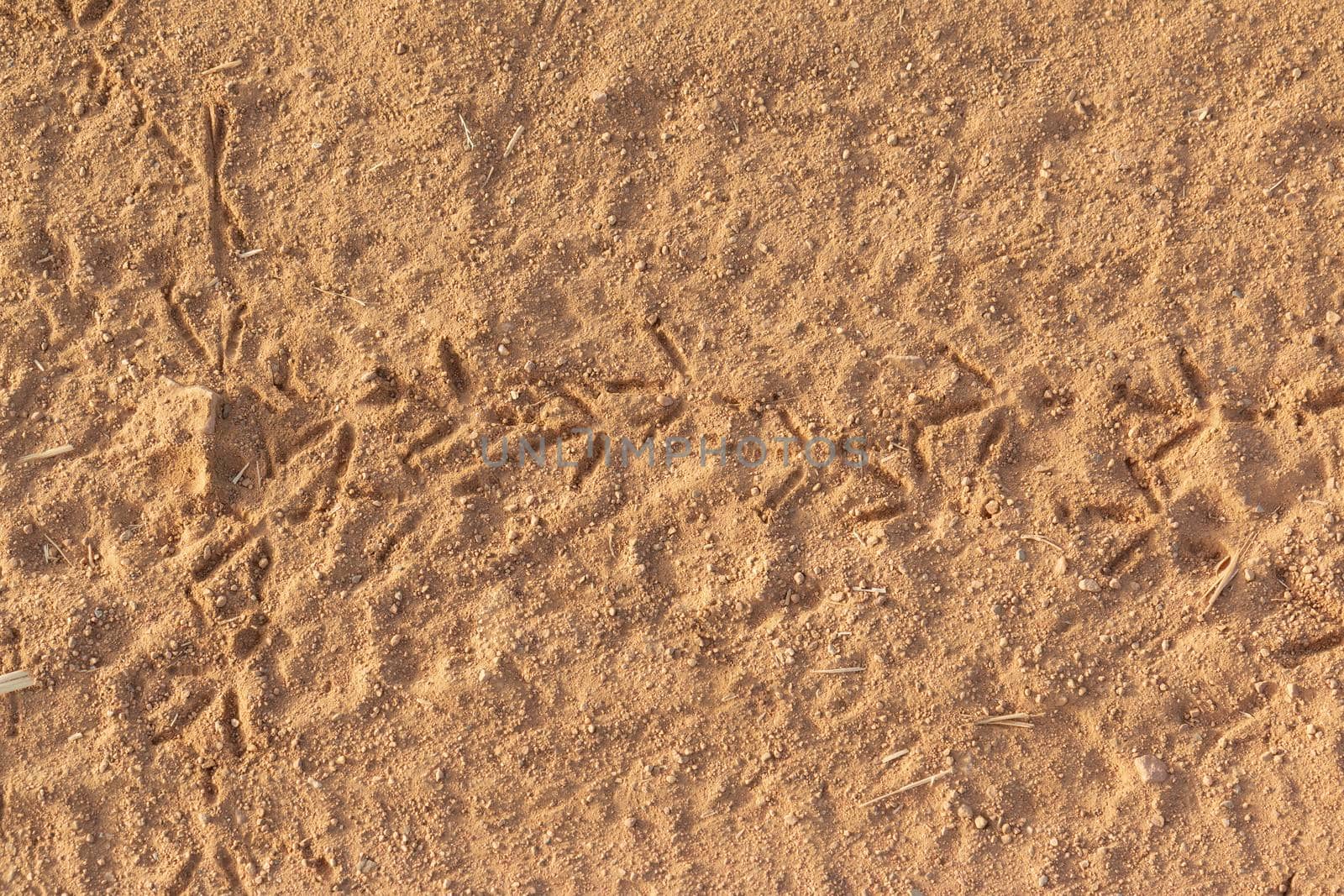 Bird tracks on dry and arid terrain, in Andalusia in southern Spain