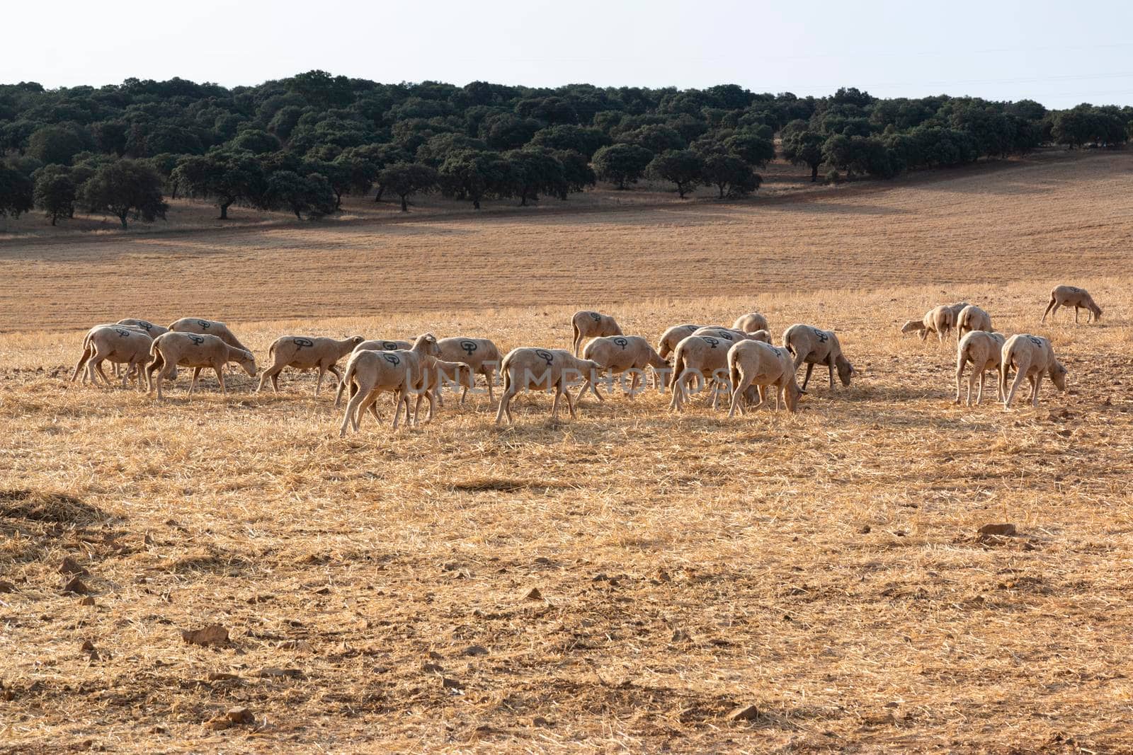 Sheep grazing in a dry cereal field in southern Andalusia Spain.