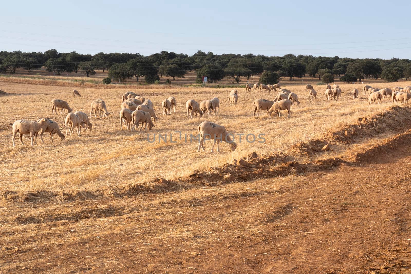 Sheep grazing in a dry cereal field by loopneo