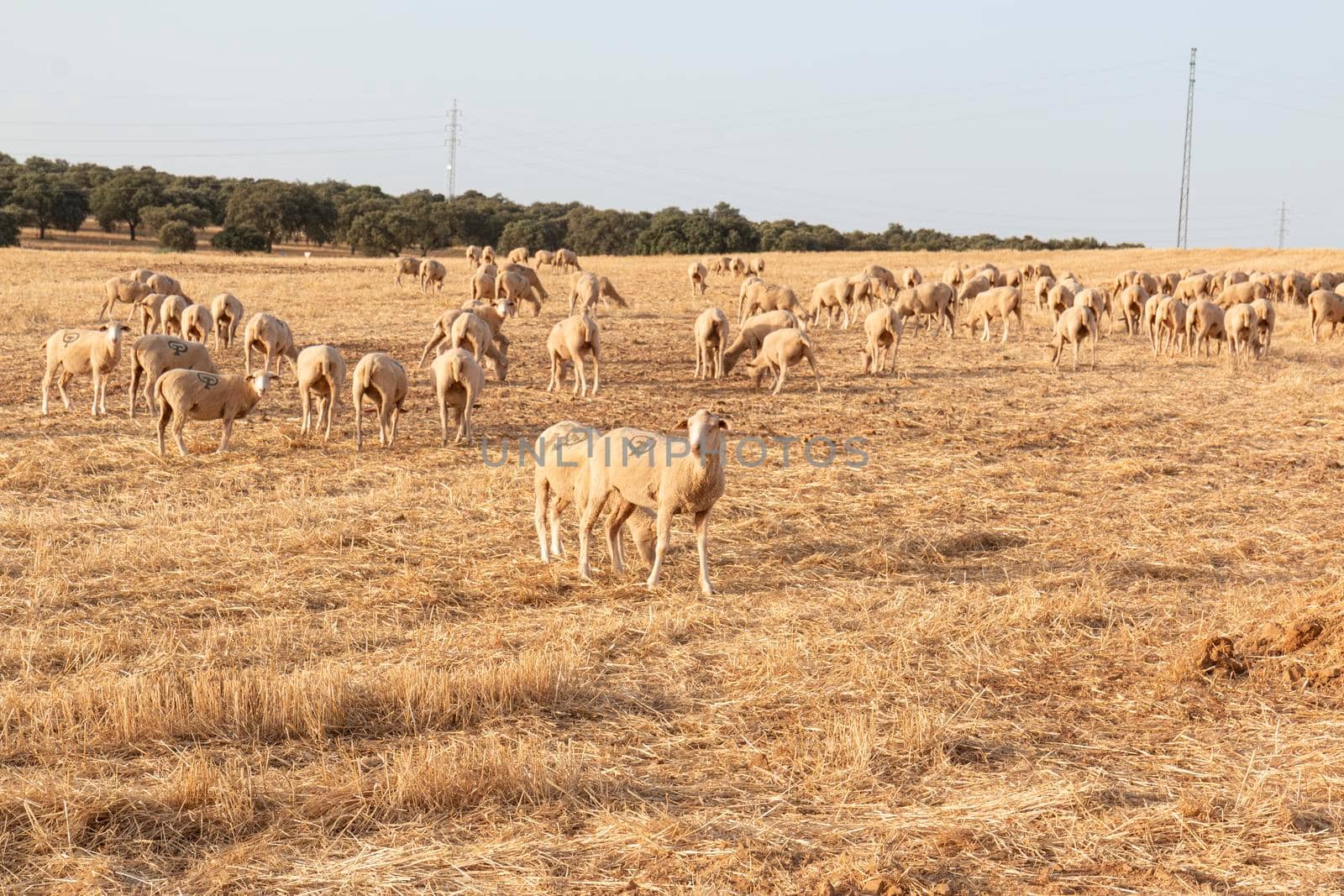 Sheep grazing in a dry cereal field in southern Andalusia Spain.