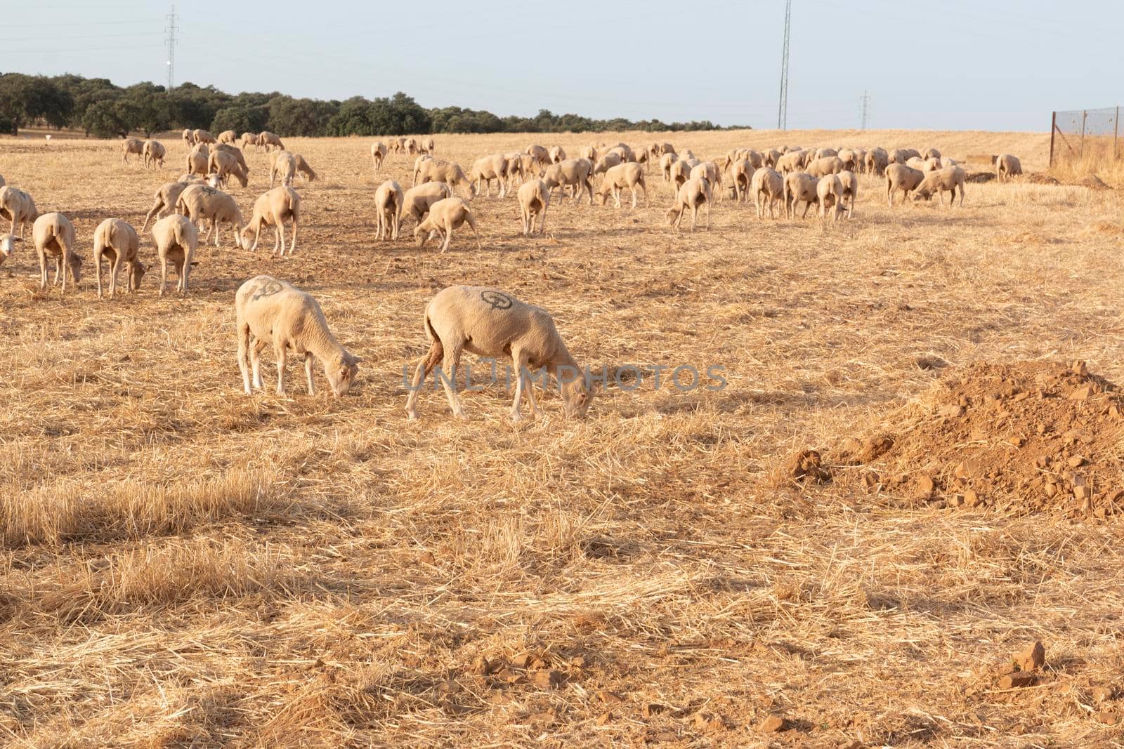 Sheep grazing in a dry cereal field in southern Andalusia Spain.