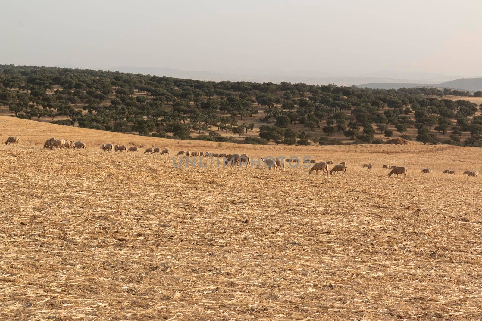 Sheep grazing in a dry cereal field by loopneo