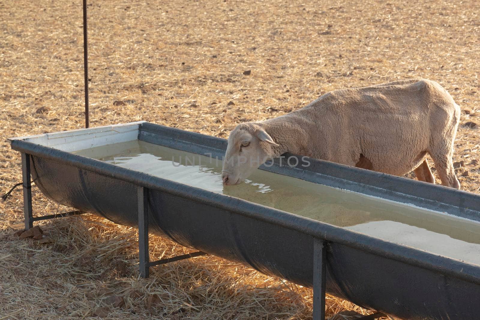 Sheep drinking in a pool in a dry cereal field in southern Andalusia Spain.