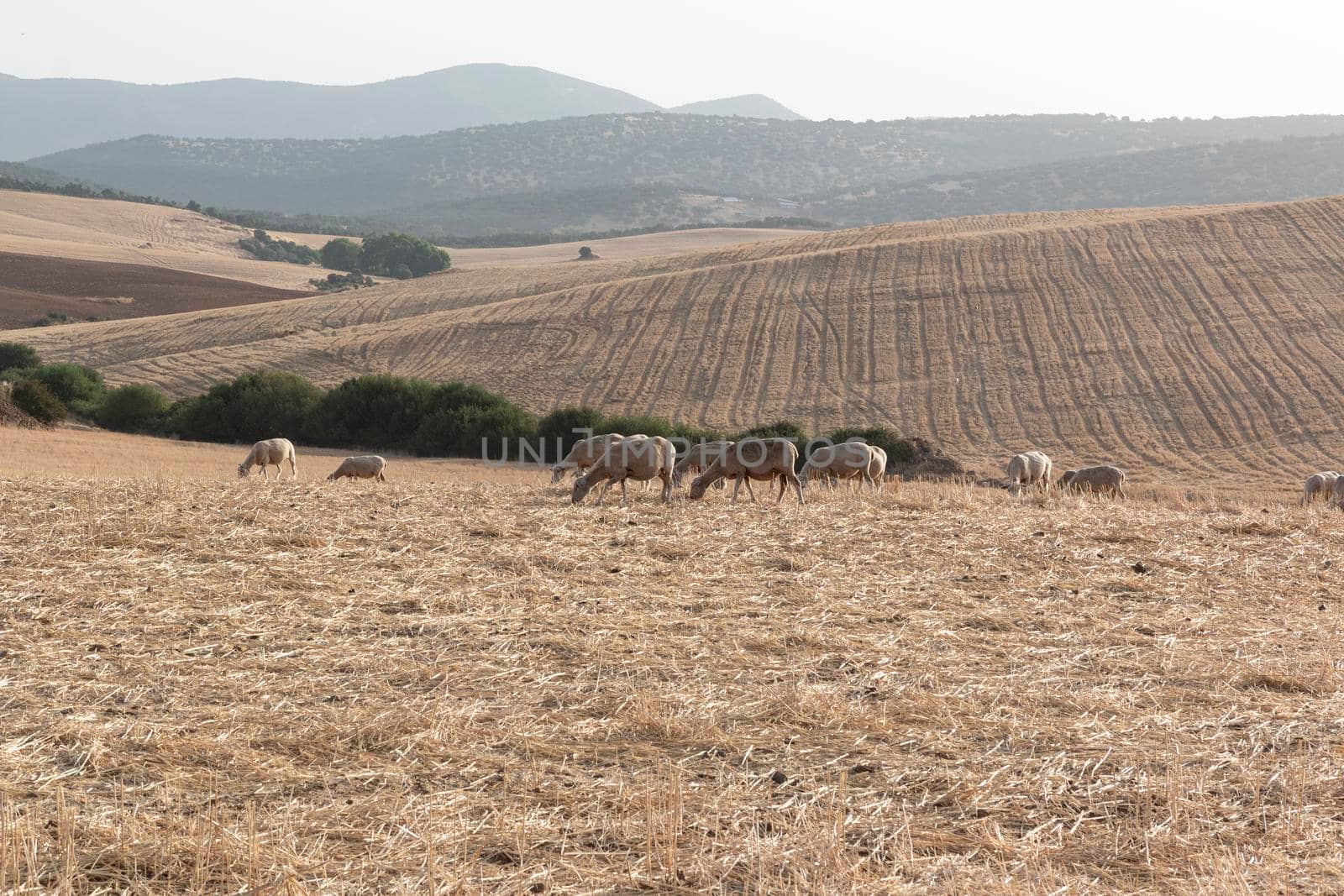 Sheep grazing in a dry cereal field by loopneo