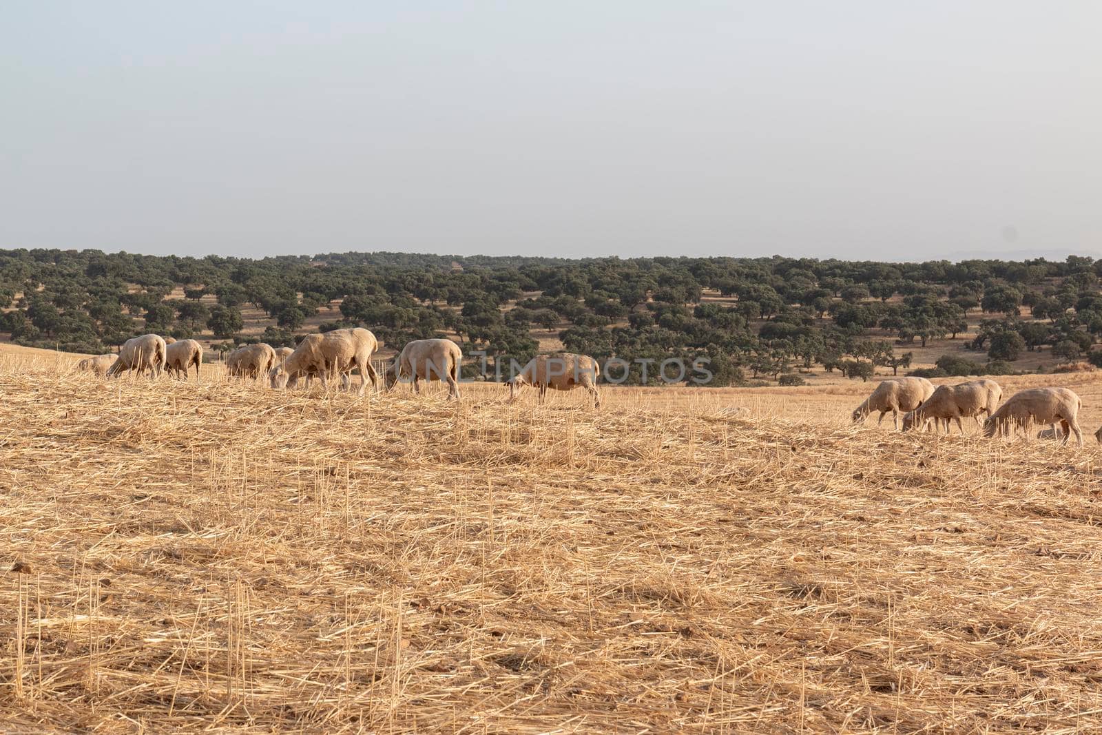 Sheep grazing in a dry cereal field in southern Andalusia Spain.