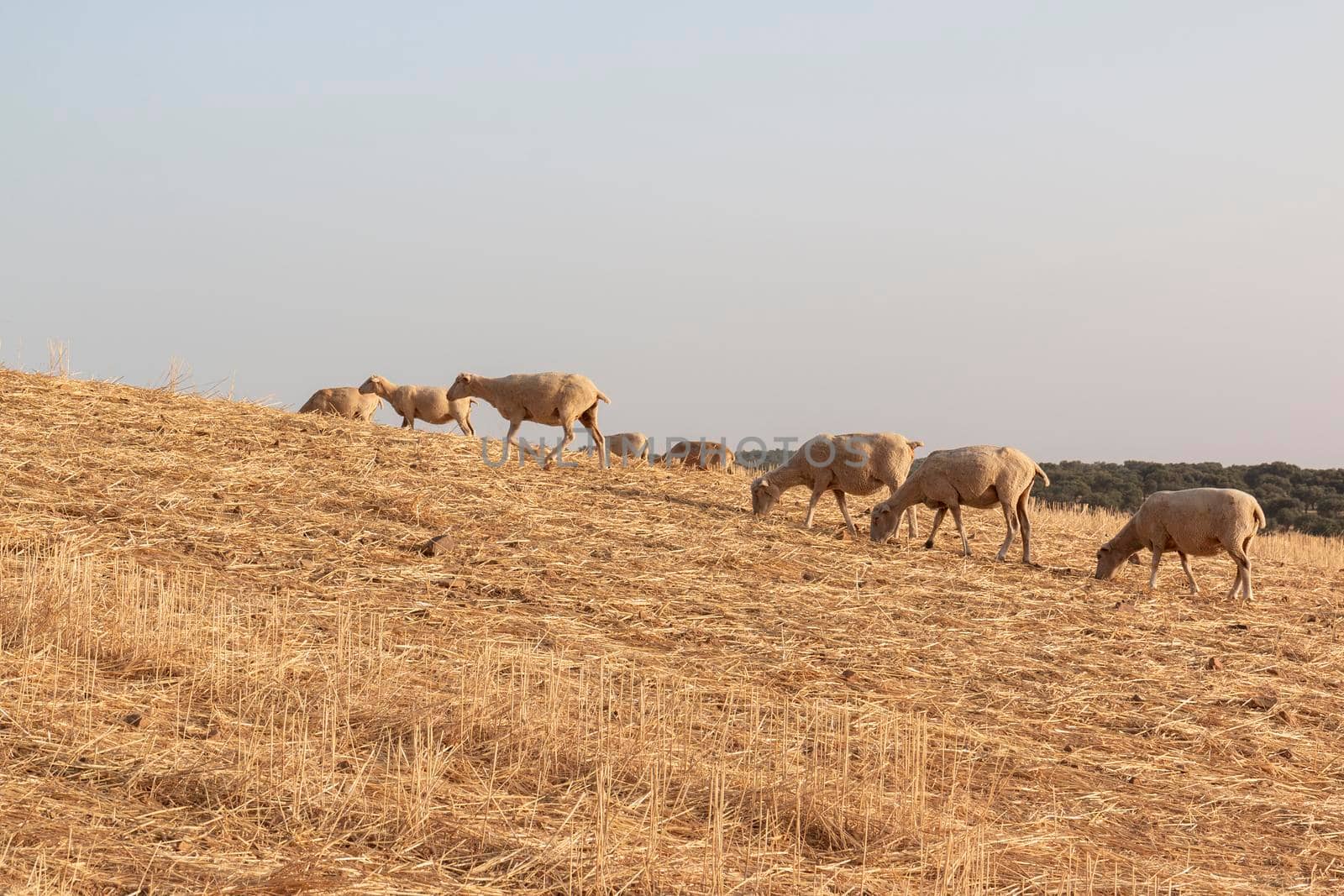 Sheep grazing in a dry cereal field by loopneo