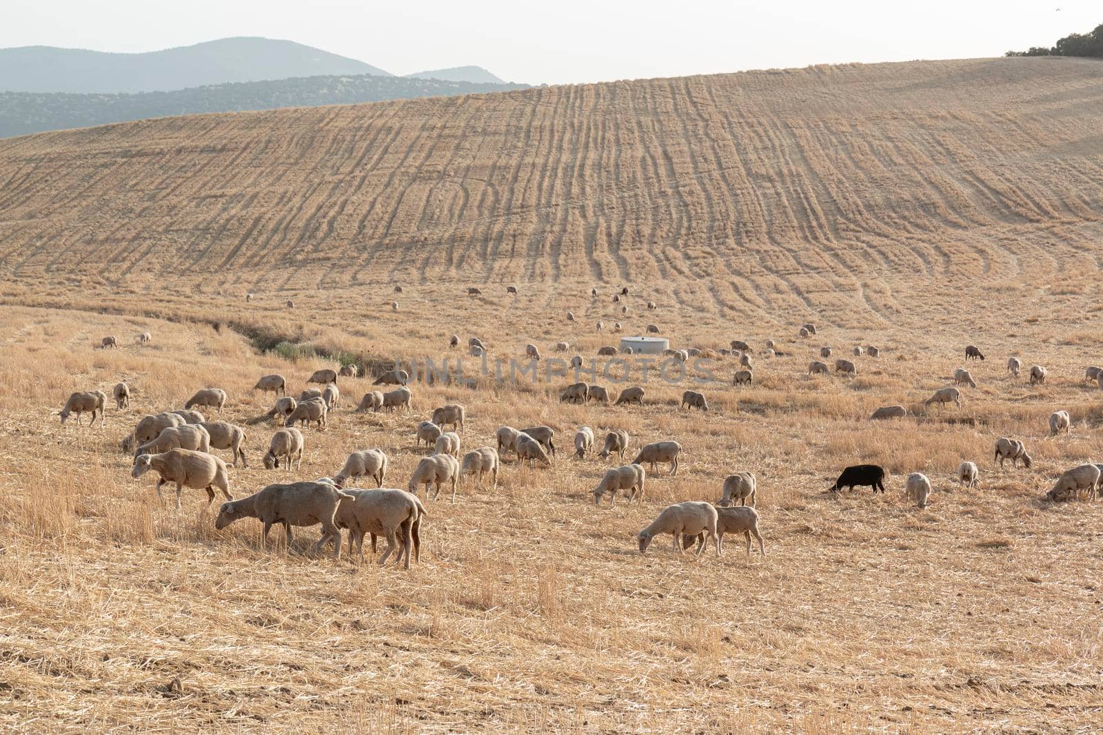 Sheep grazing in a dry cereal field by loopneo