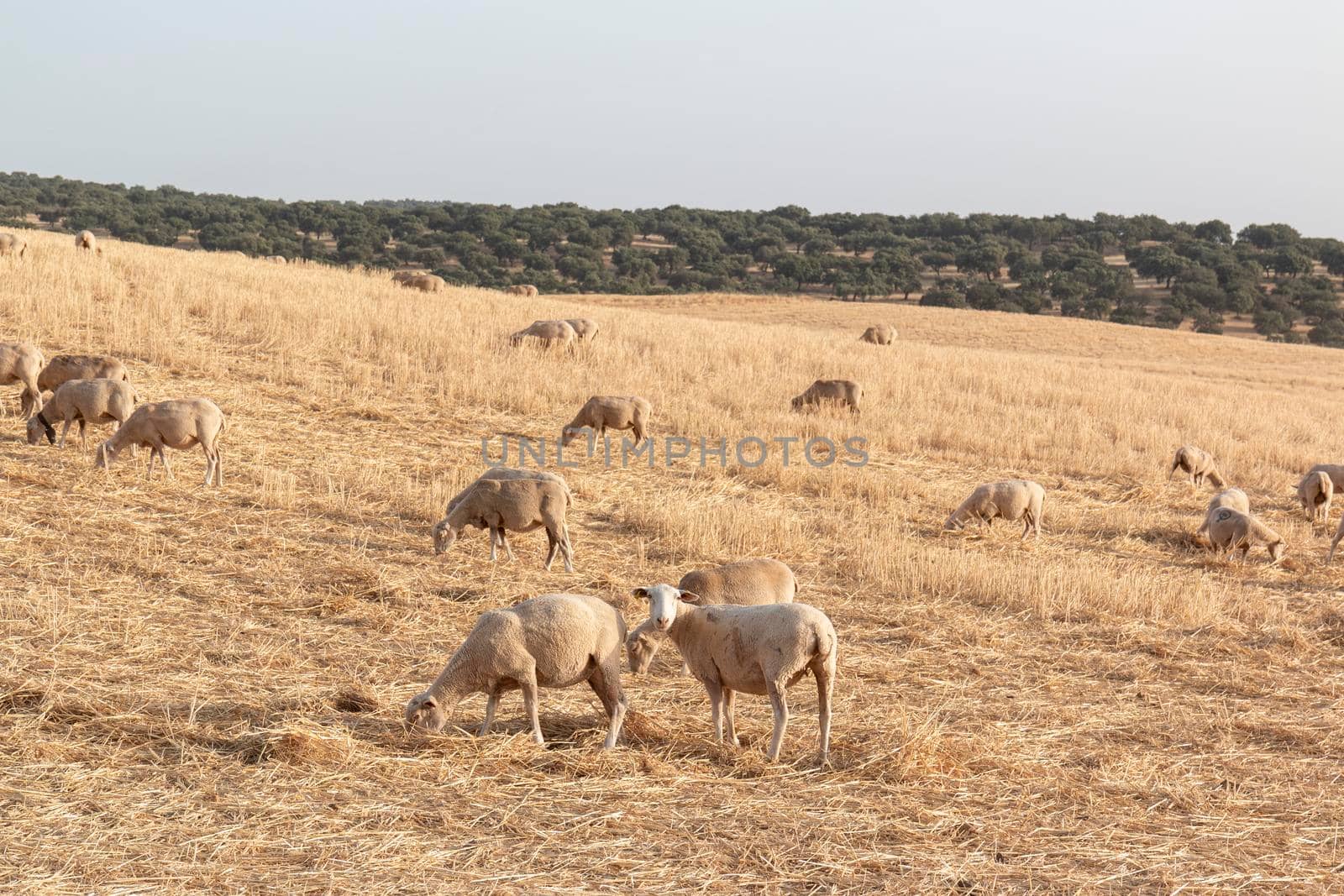 Sheep grazing in a dry cereal field by loopneo