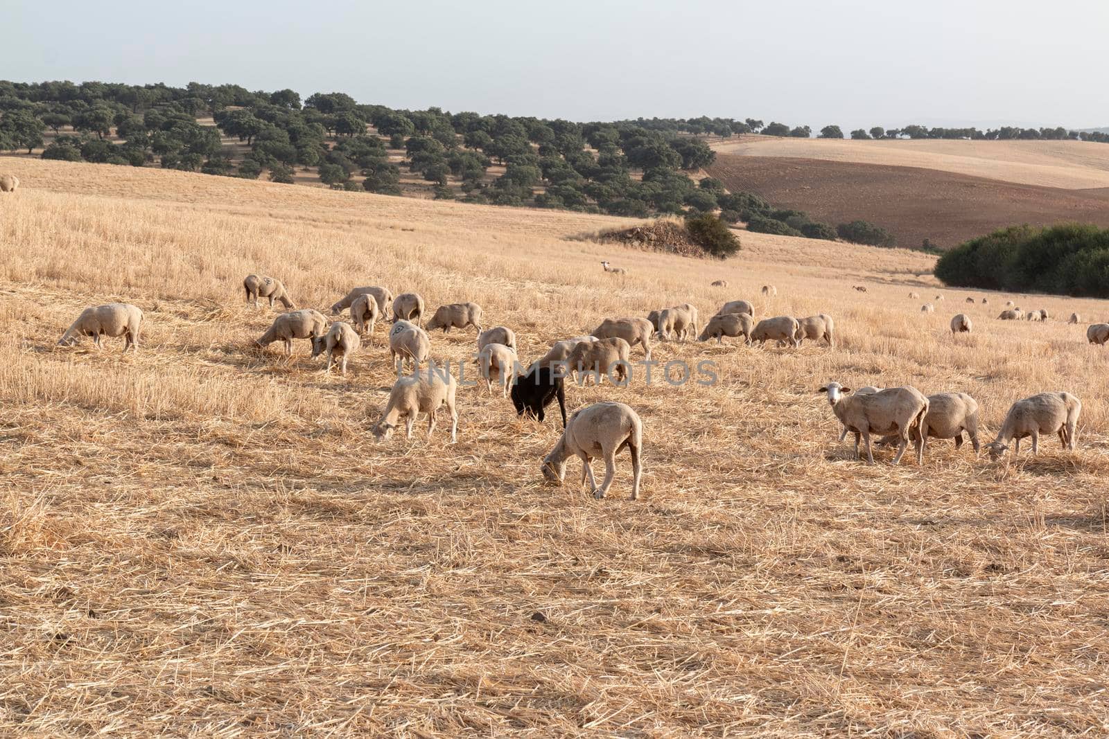 Sheep grazing in a dry cereal field by loopneo