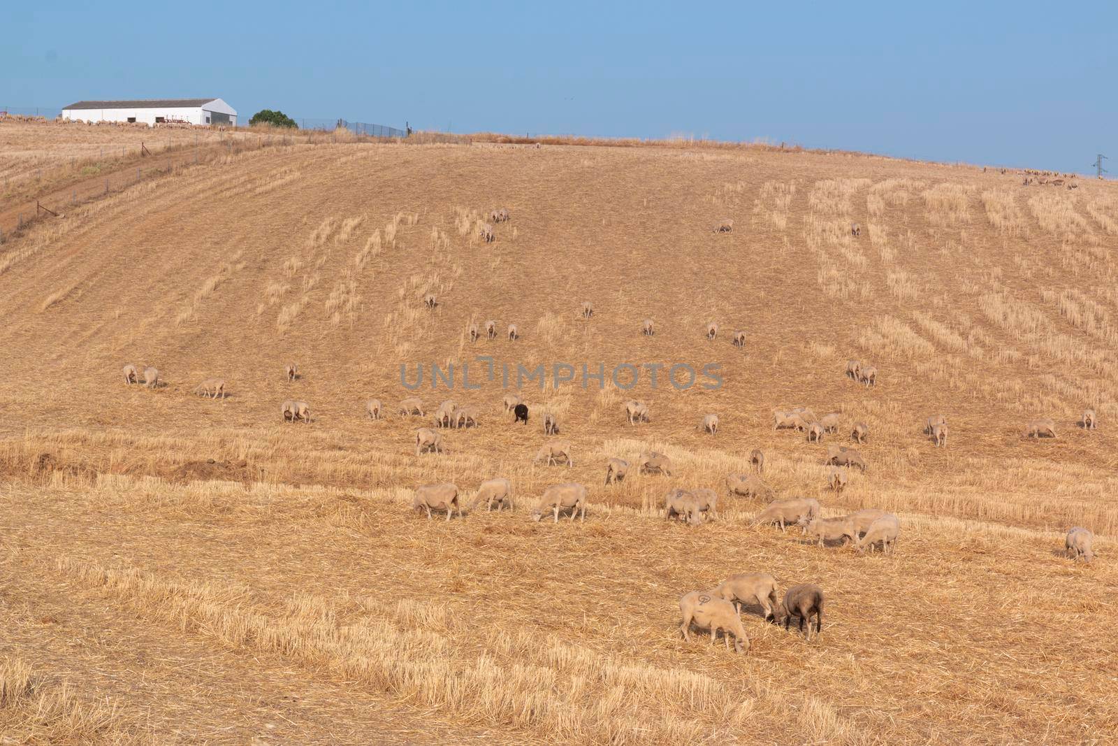 Freshly picked dry cereal field in the background, in southern Andalusia Spain.