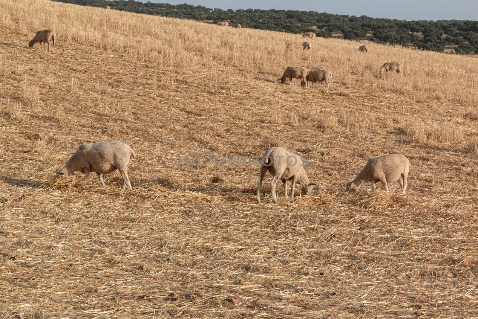 Sheep grazing in a dry cereal field in southern Andalusia Spain.