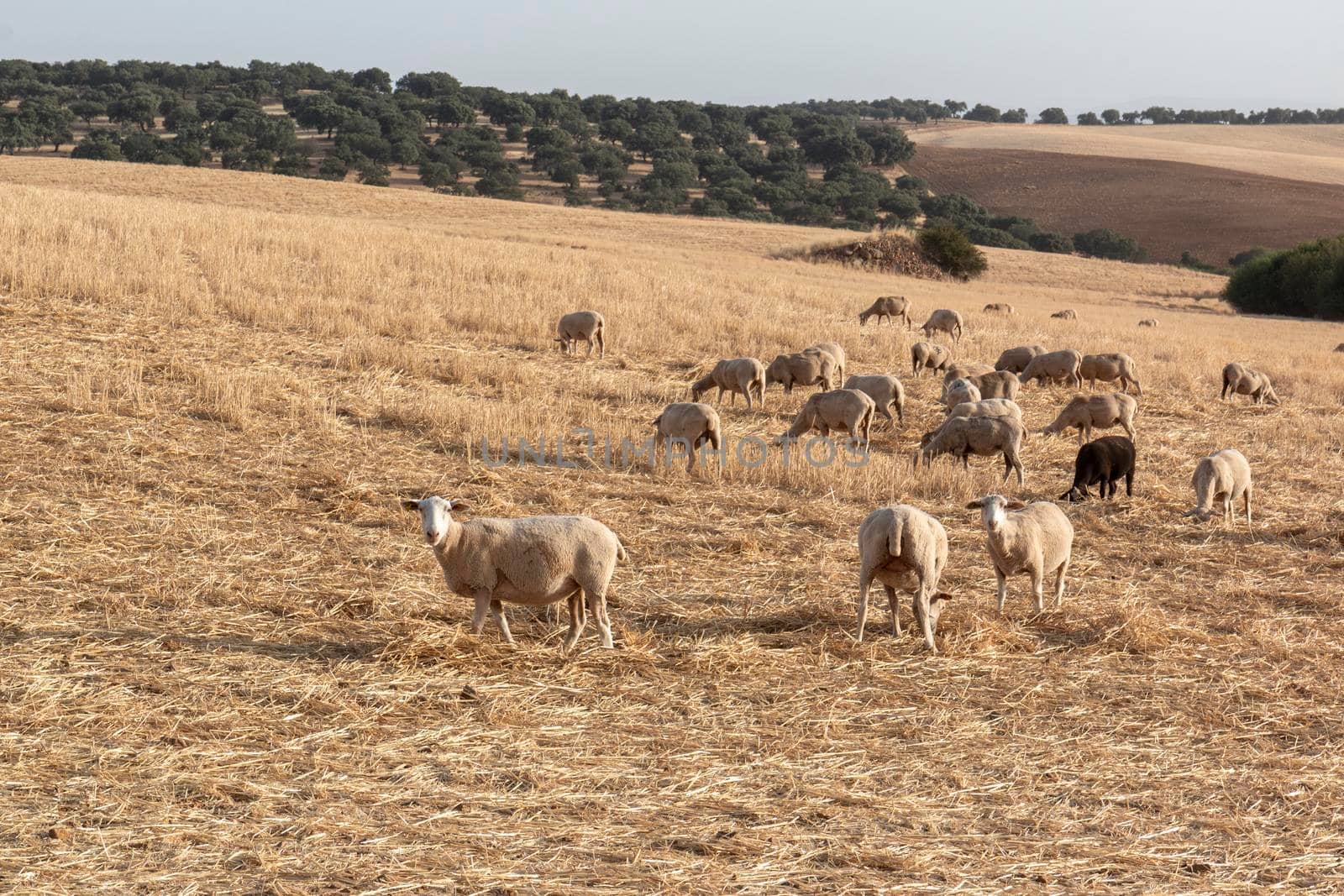 Sheep grazing in a dry cereal field in southern Andalusia Spain.