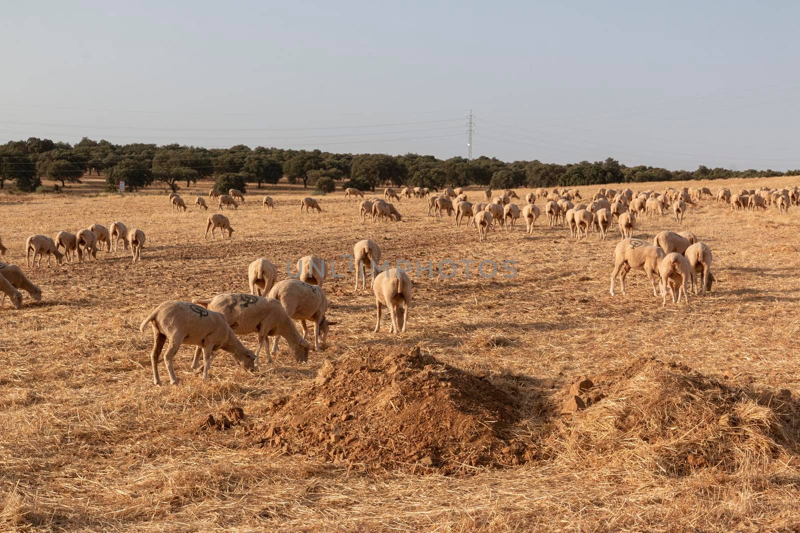 Sheep grazing in a dry cereal field by loopneo