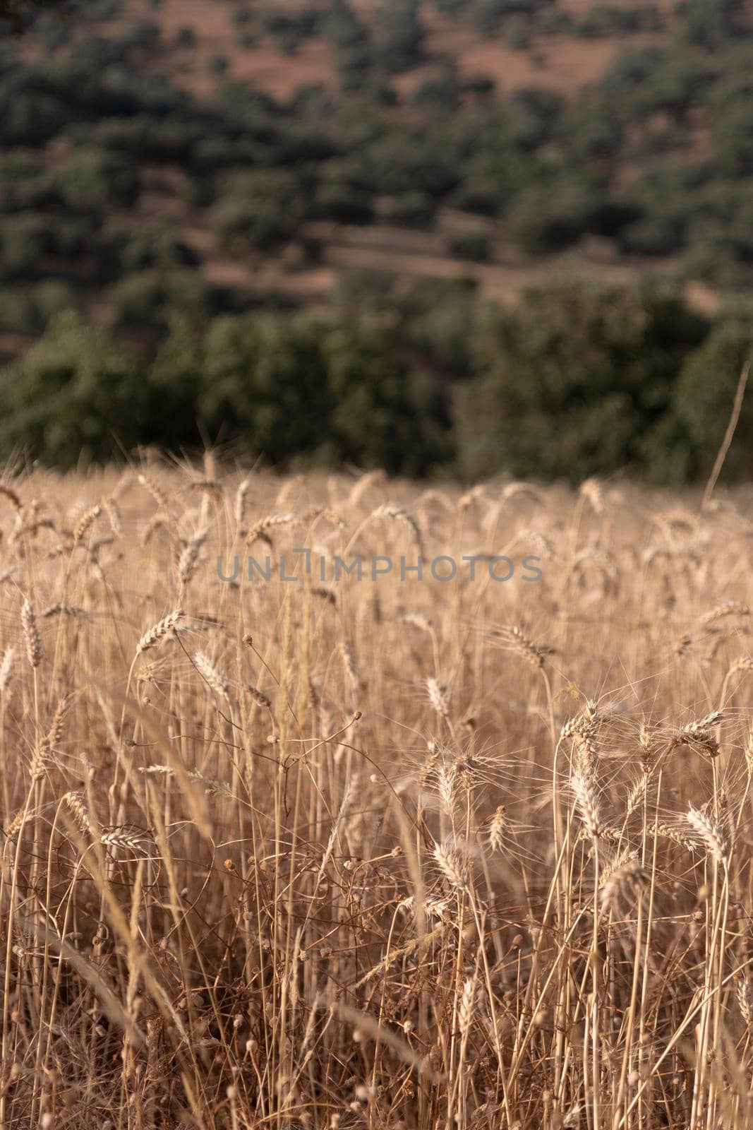 Dry cereal field ready for collection, in southern Andalusia Spain.