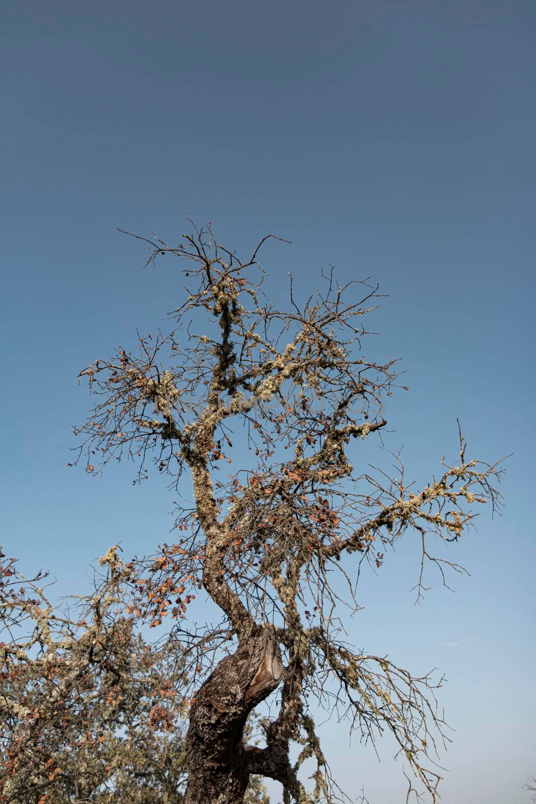 Dead acorn tree back lighting with a clear blue sky in southern andalusia spain