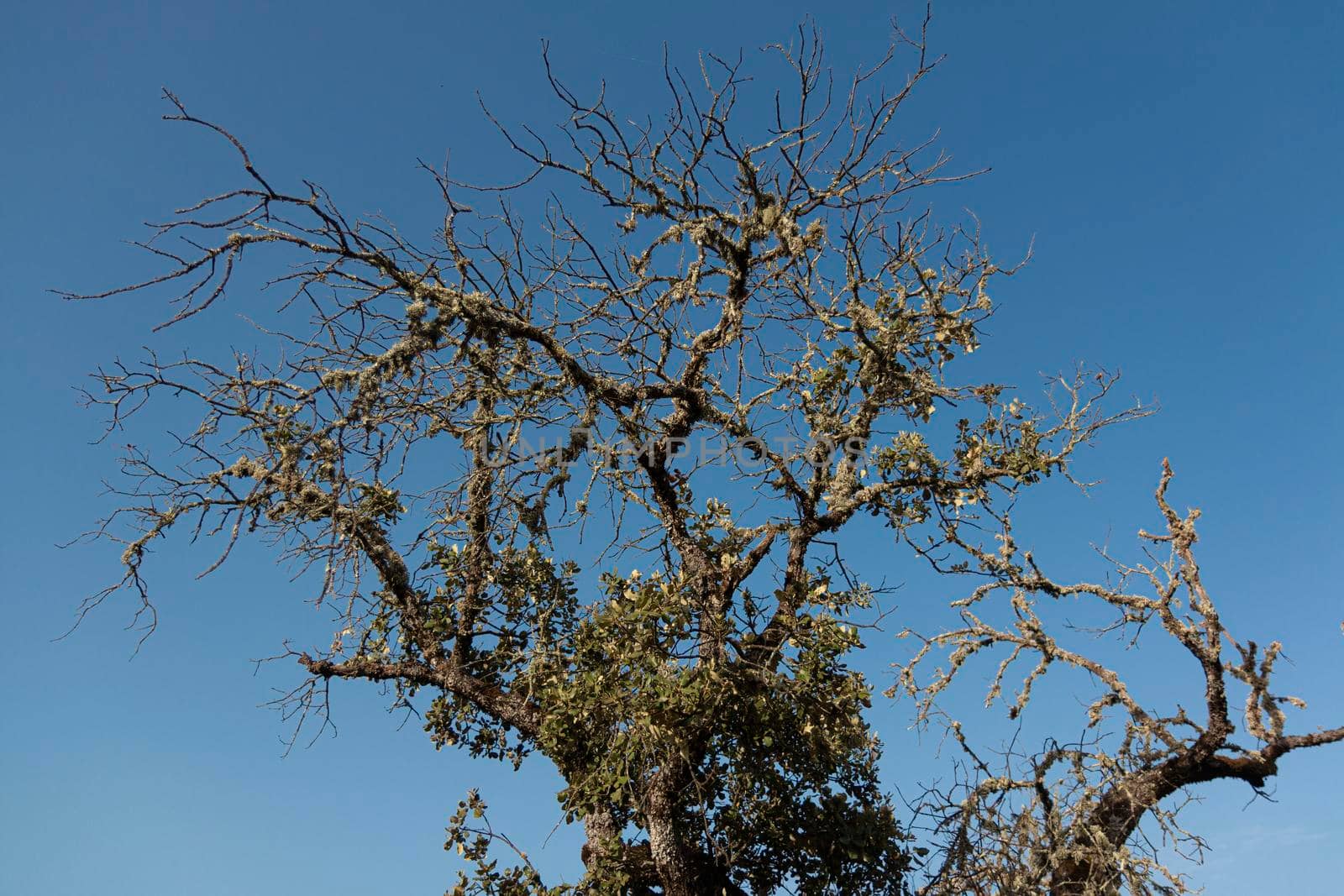 Dead acorn tree back lighting with a clear blue sky in southern andalusia spain