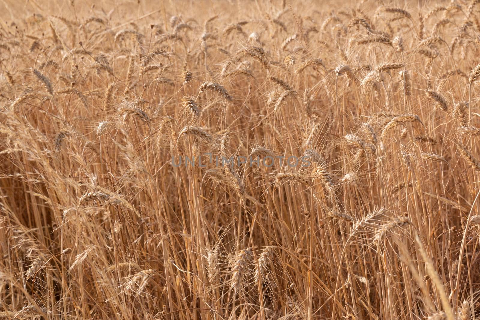 Dry cereal field ready for collection by loopneo