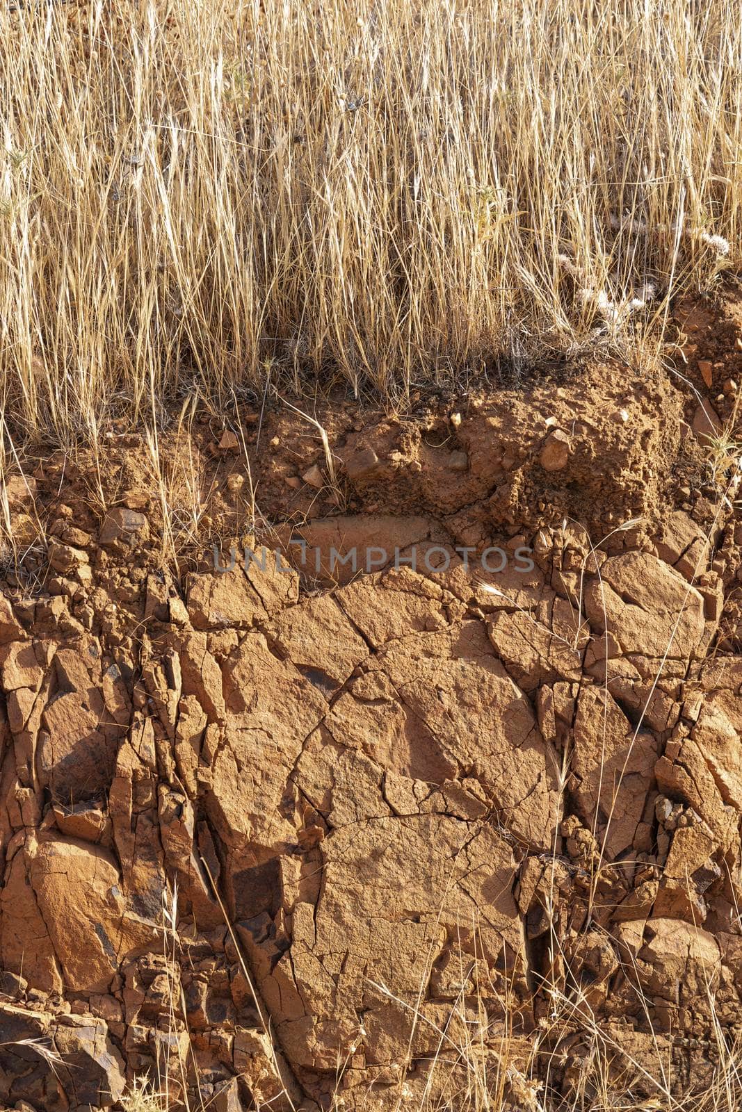 Arid and dry land in summer in an Andalusian countryside in southern Spain