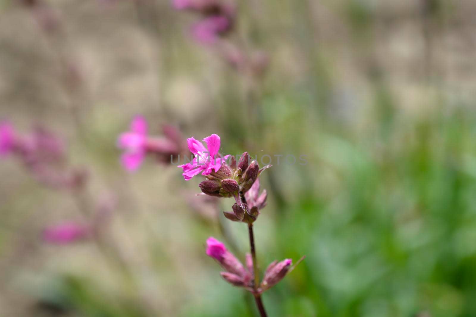Sticky catchfly pink flowers - Latin name - Lychnis viscaria (Silene viscaria)