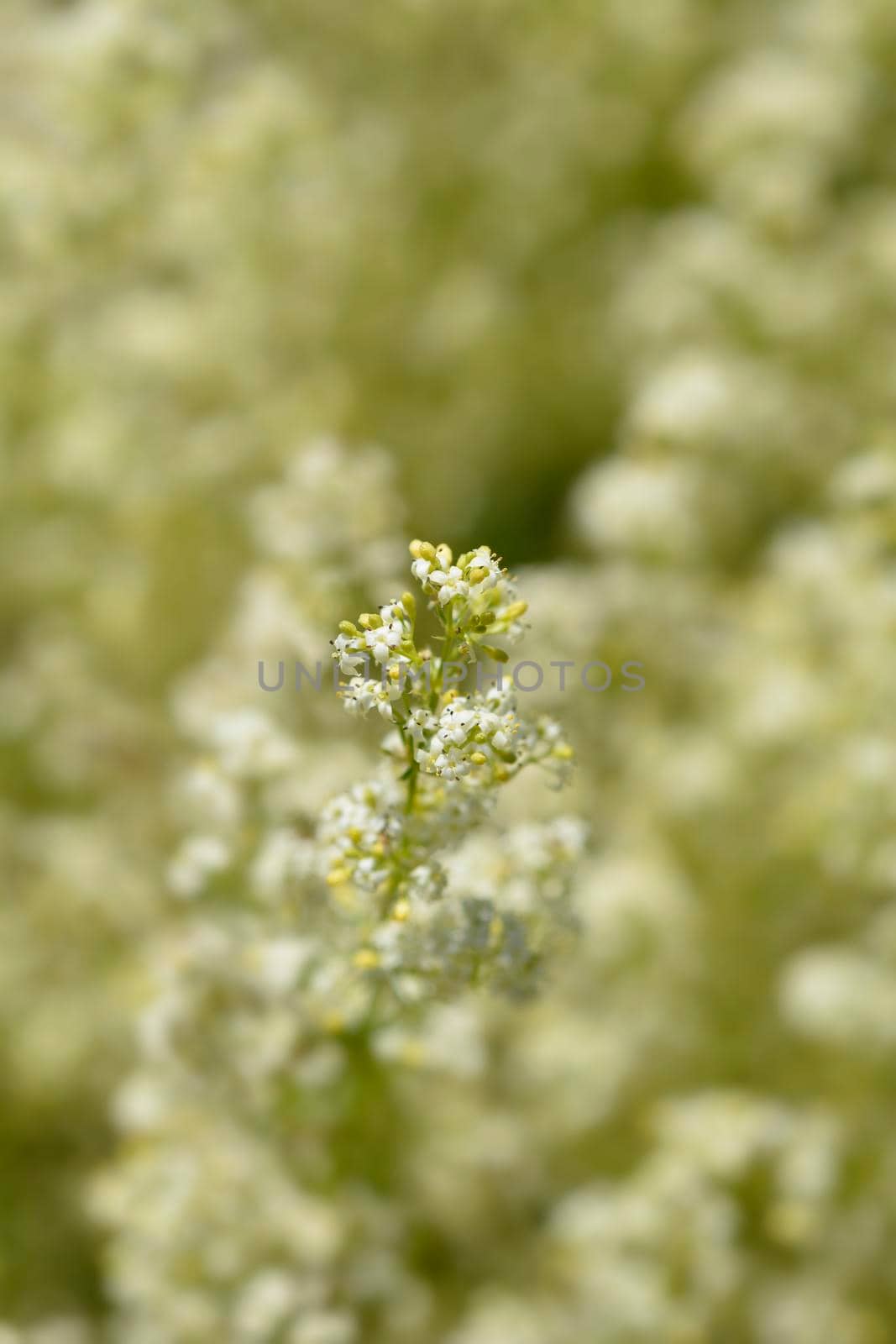 Mediterranean bedstraw flowers - Latin name - Galium lucidum subsp. corrudifolium