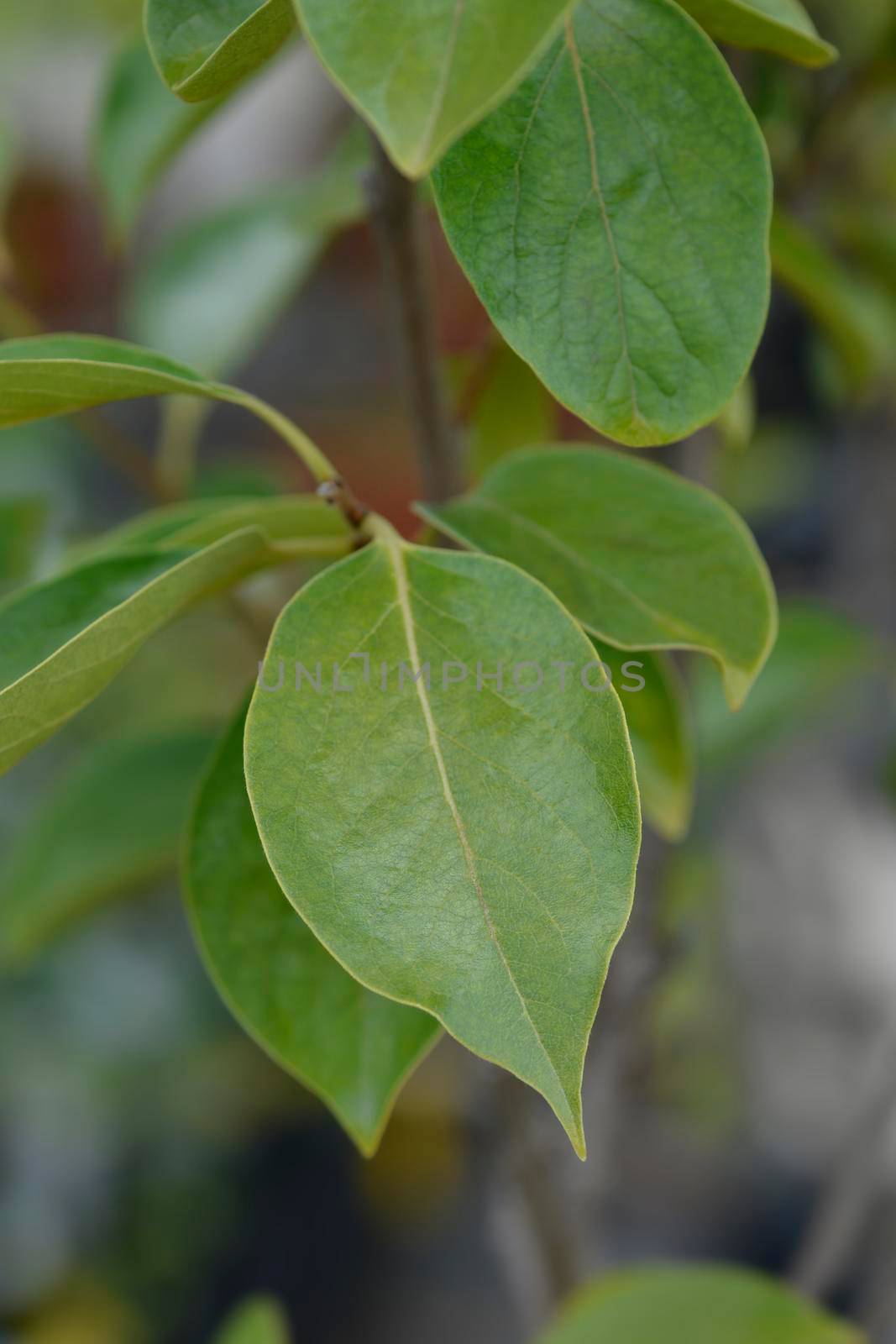 Oriental persimmon leaves - Latin name - Diospyros kaki