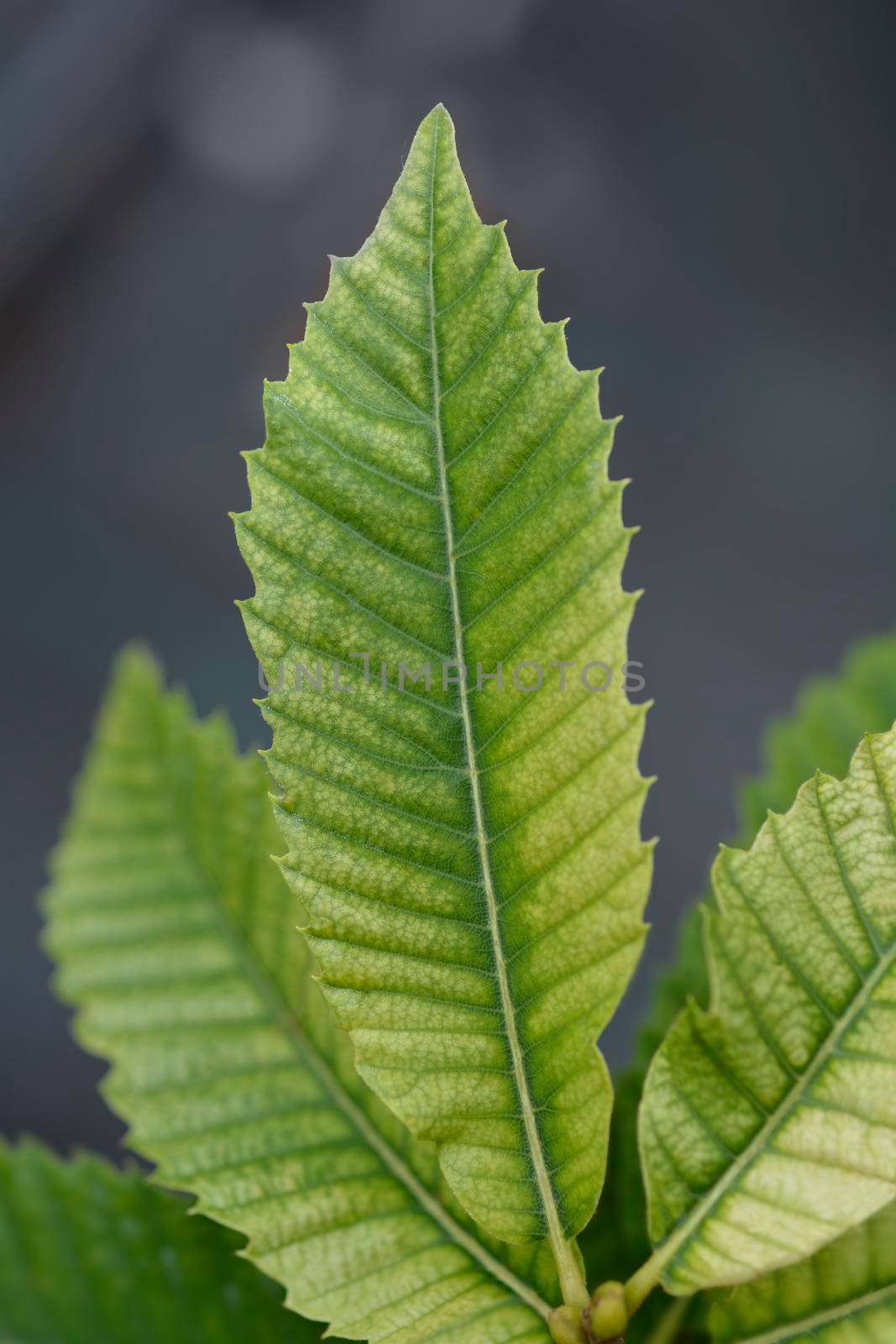 Sweet chestnut leaves - Latin name - Castanea sativa