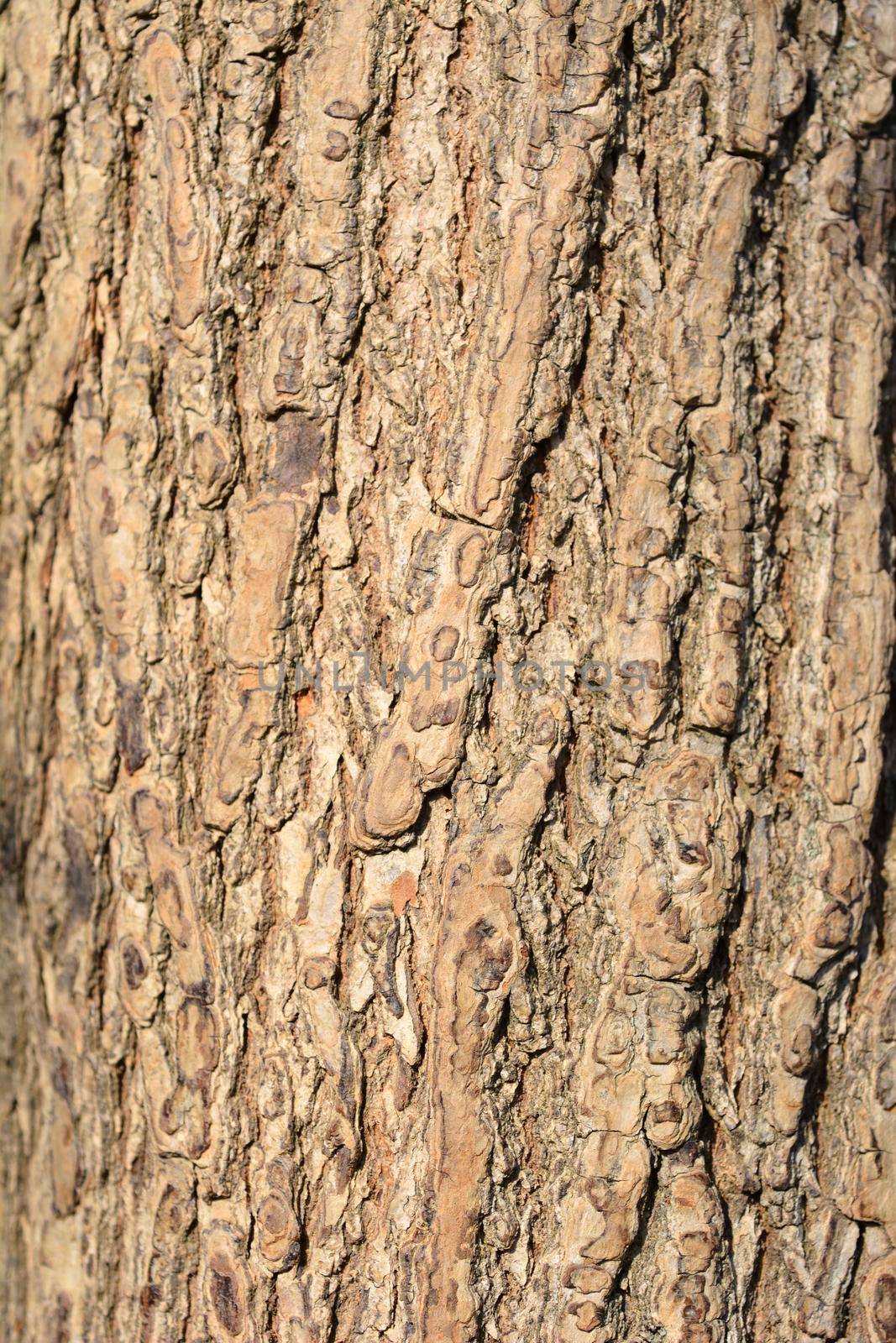 Field maple bark detail - Latin name - Acer campestre