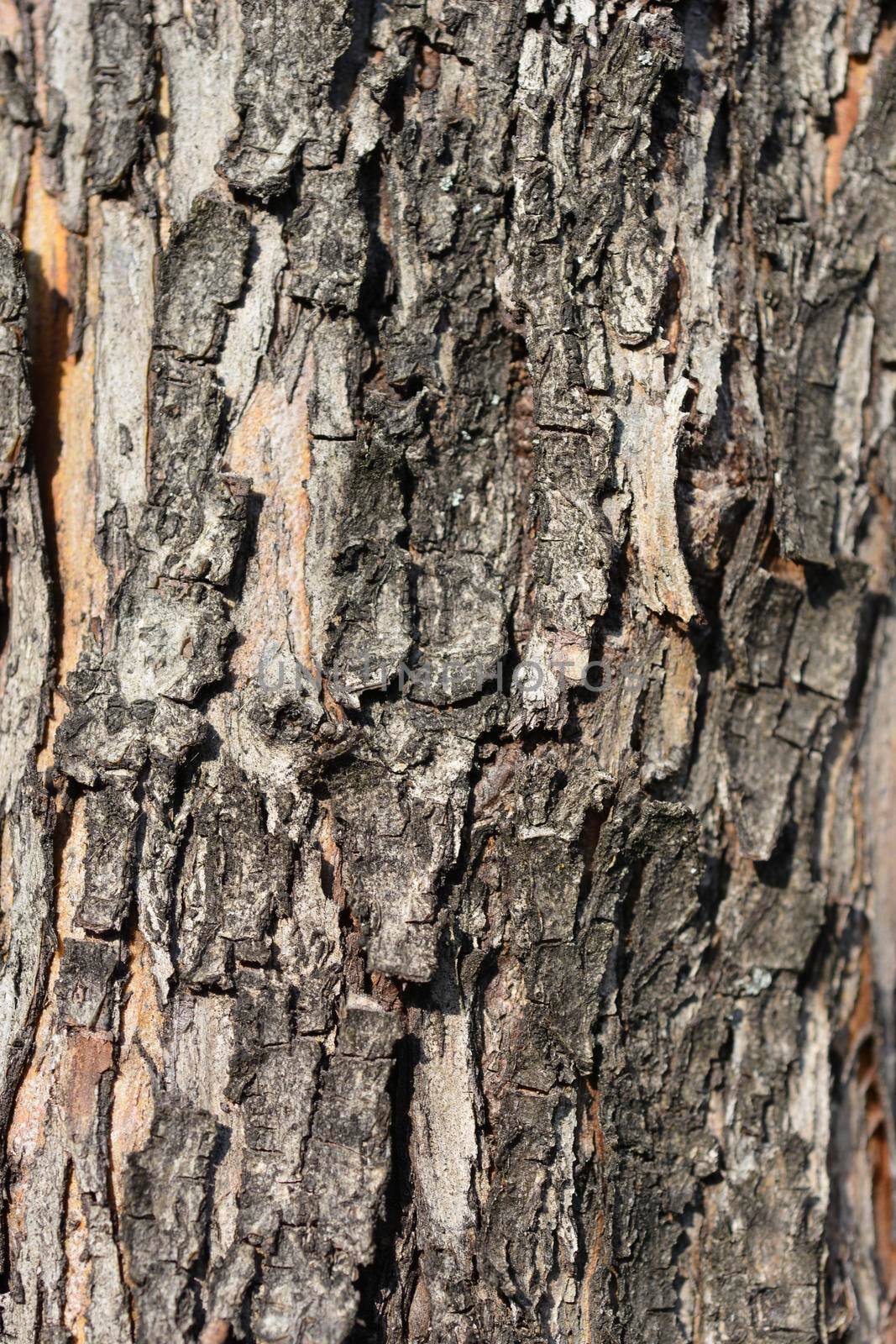 Common Hawthorn bark detail - Latin name - Crataegus monogyna
