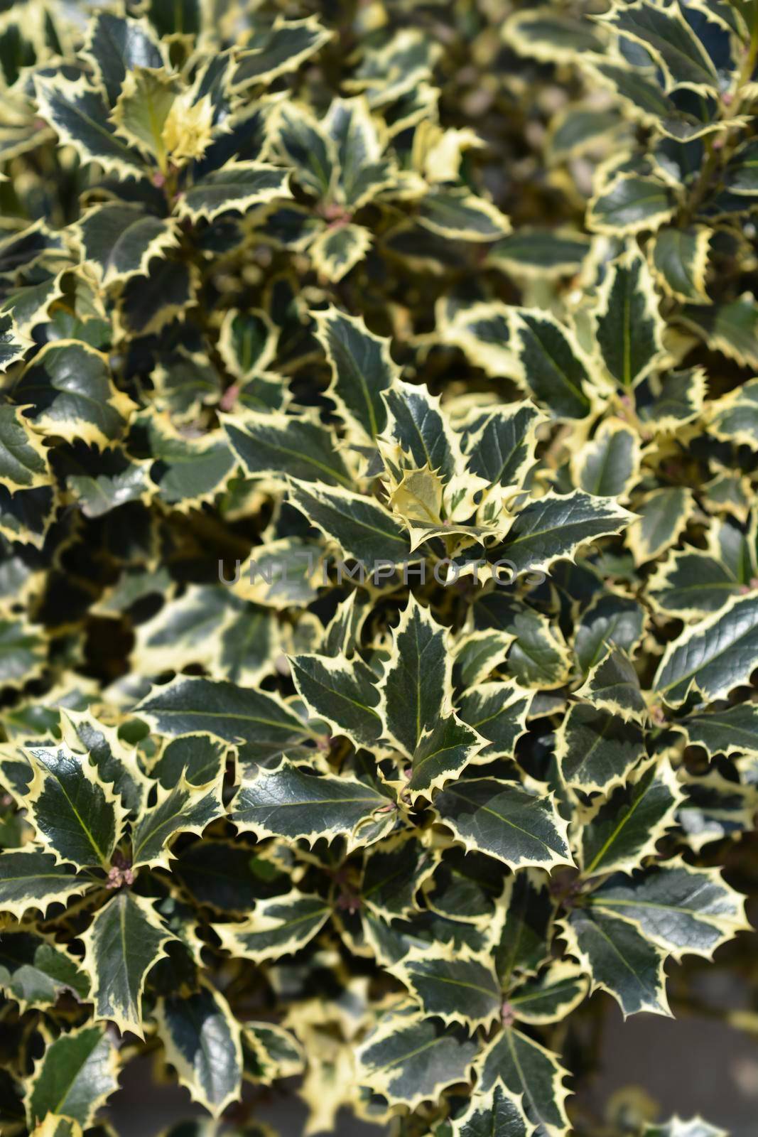 Variegated English Holly - Latin name - Ilex aquifolium Variegata