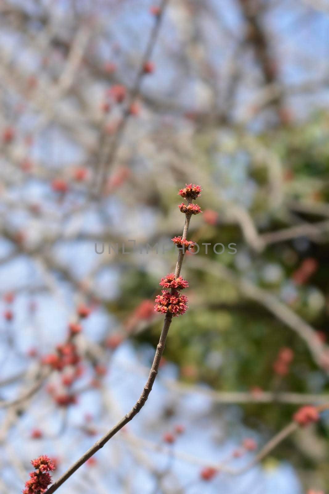 Silver maple branch with flowers - Latin name - Acer saccharinum