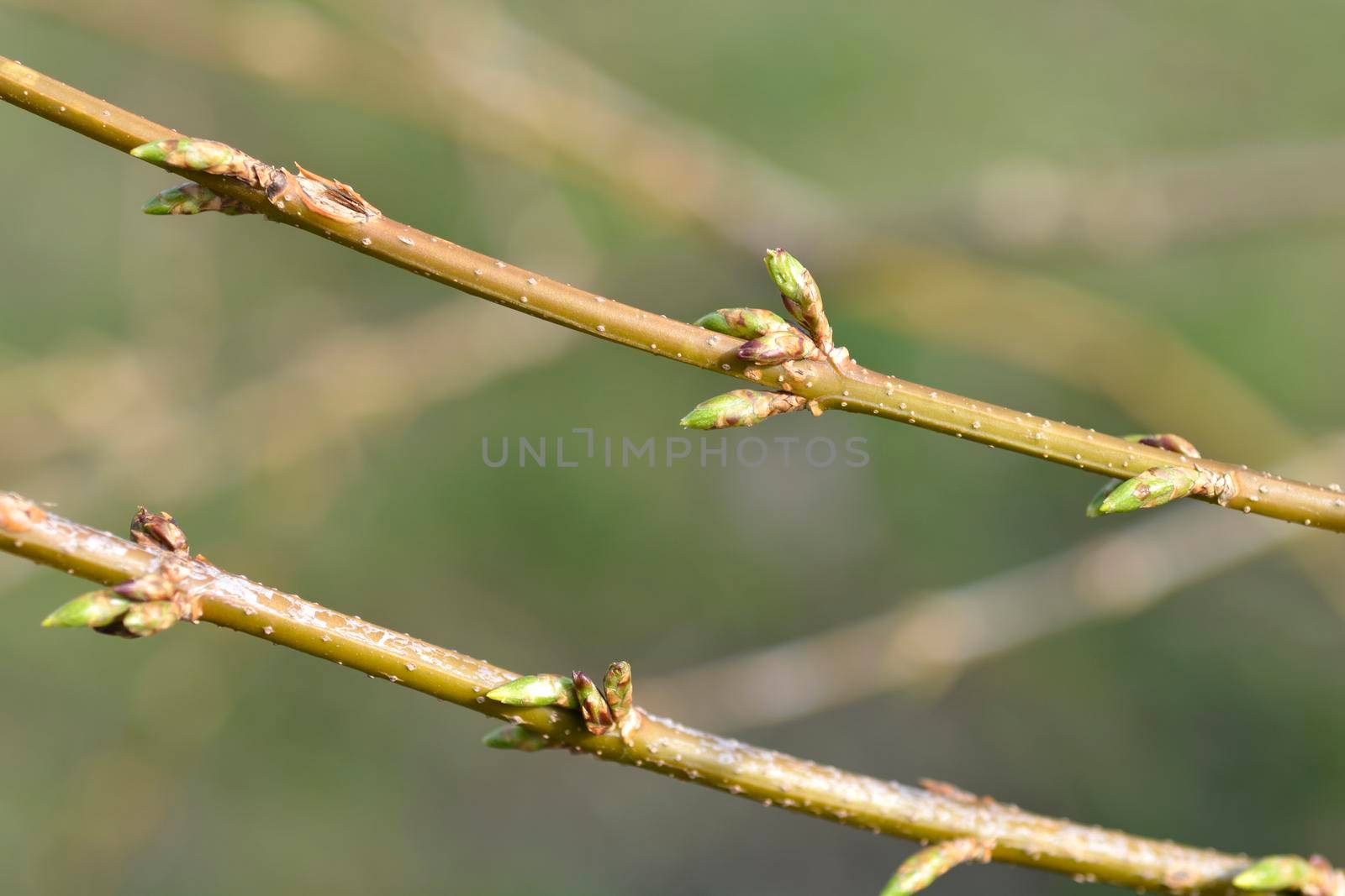 Weeping forsythia branches with flower buds - Latin name - Forsythia suspensa