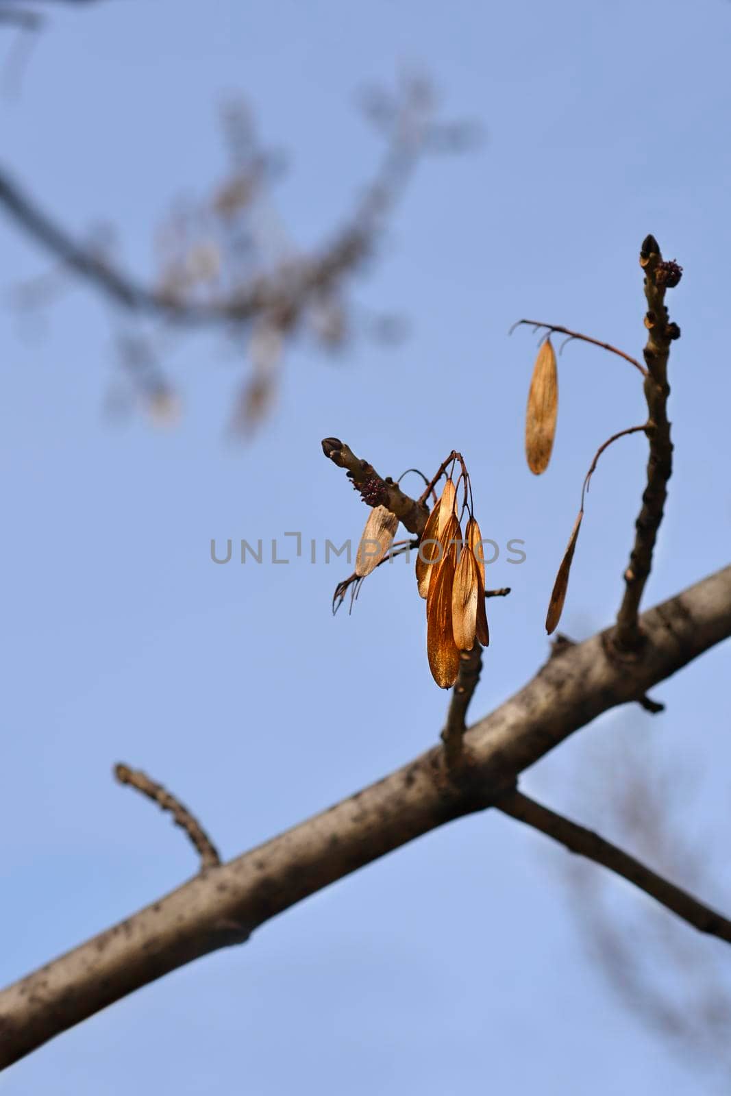 Narrow-leaved ash branches with seeds against blue sky - Latin name - Fraxinus angustifolia