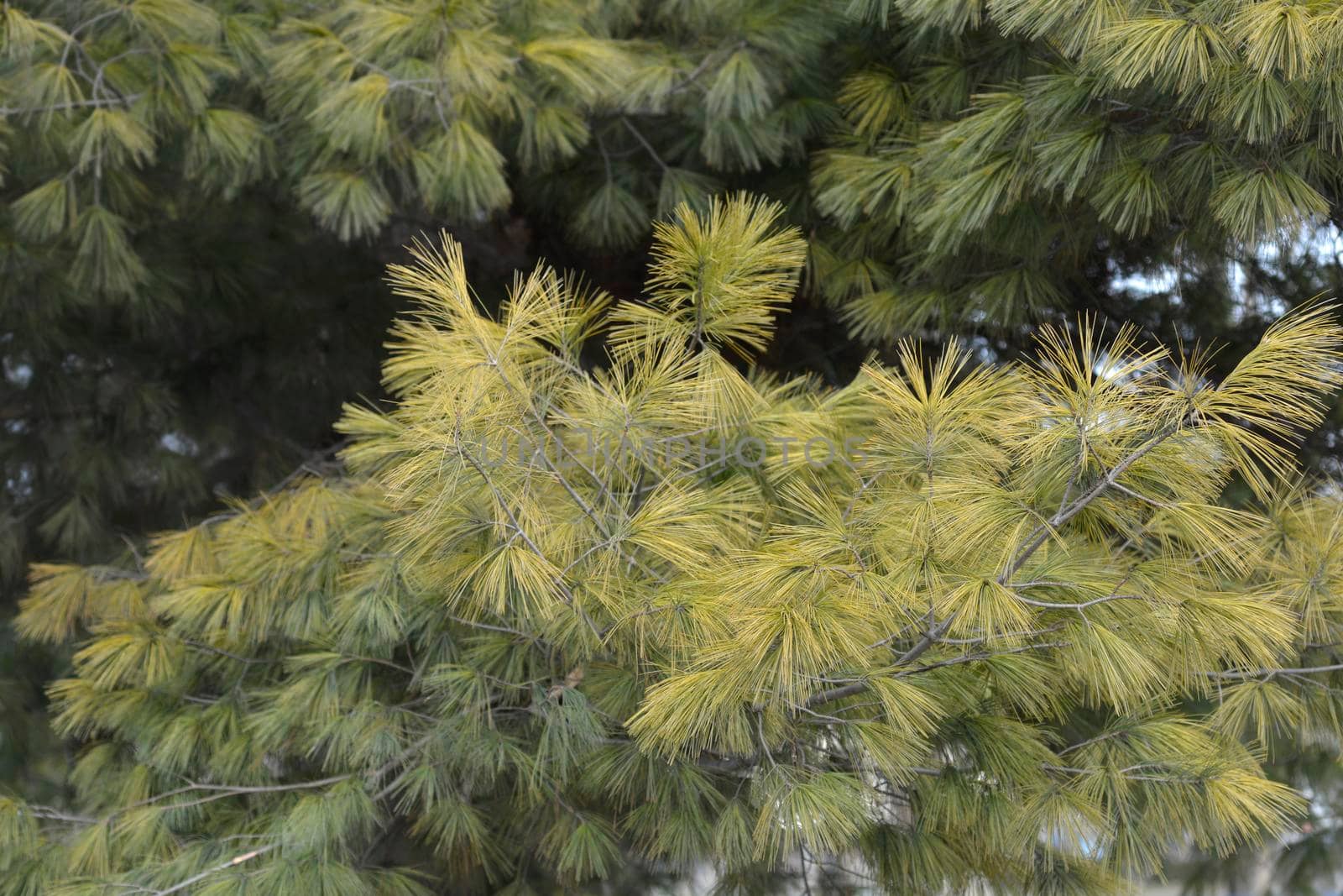 Eastern white pine by nahhan