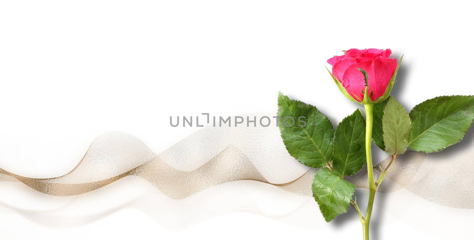 Red rose flower on over white, golden shine abstract waves. Flower for holiday cards, mother's day, 8 March, birthday, wedding, Valentine's Day. Beautiful flower arrangement. Top view, flat lay