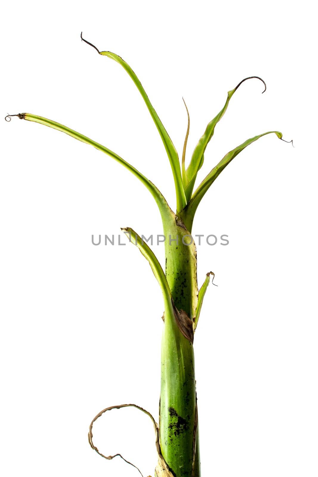 Leaves of banana shoots on white background