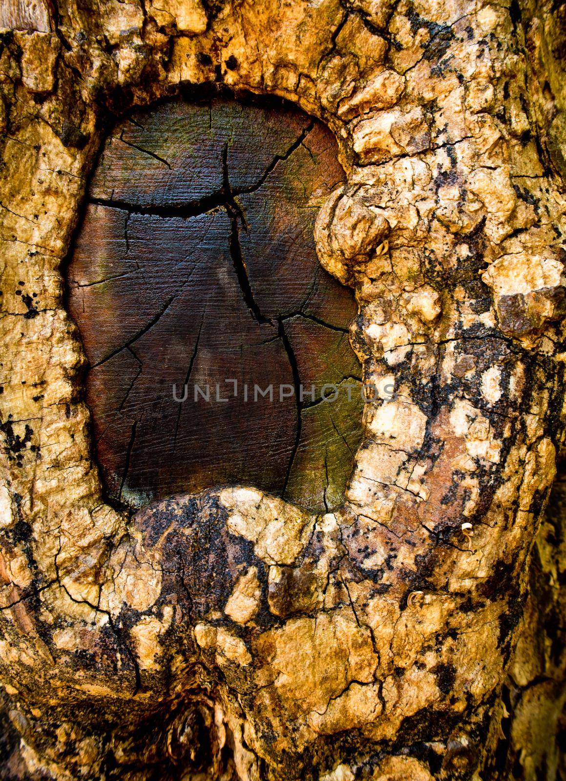 flesh of tree try to cover the branch cut wound by Satakorn