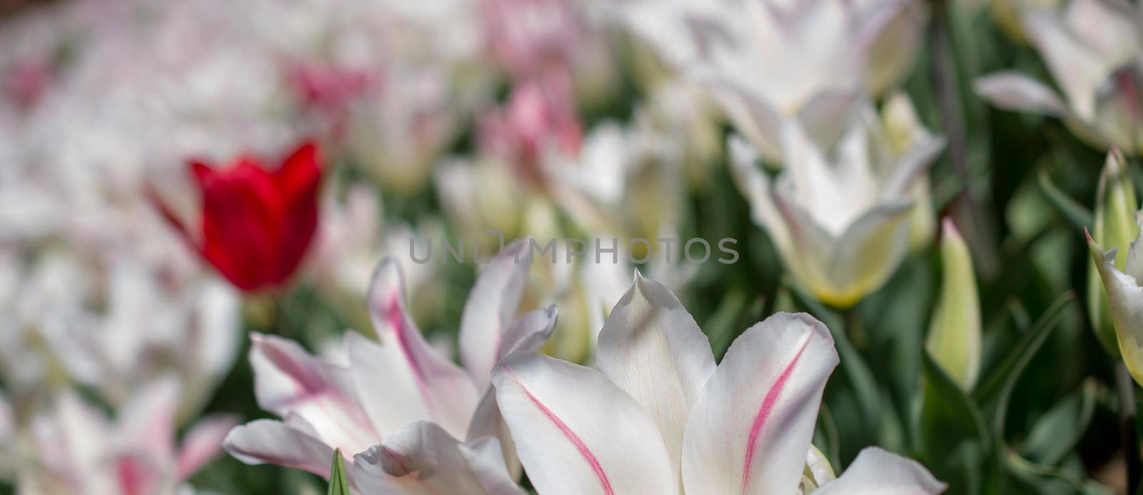 Beautiful tulips flower in tulip field in spring by berkay