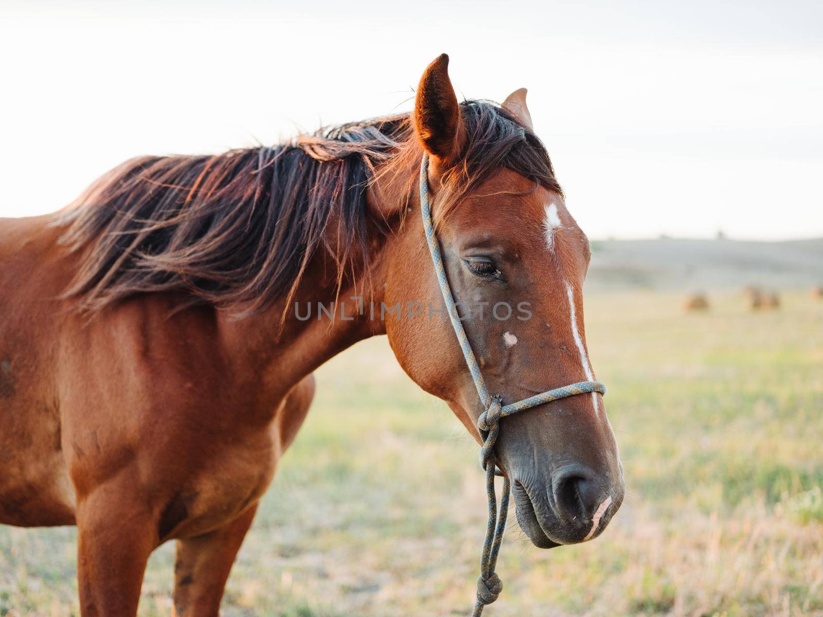 A brown horse grazes on a meadow in a field by SHOTPRIME