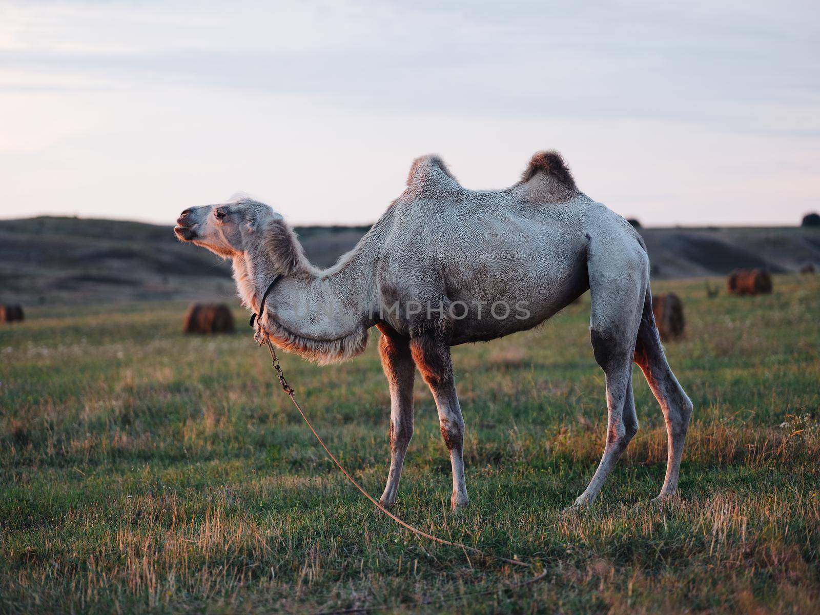 A camel with two humps walks tax in the mountains in full growth fresh air. High quality photo