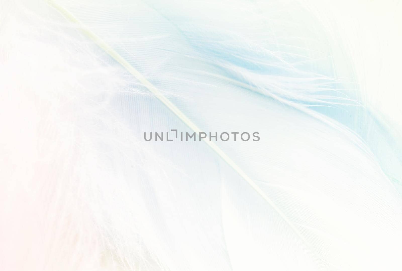 Pastel colored blue fluffy feathers of bird for background by Desperada