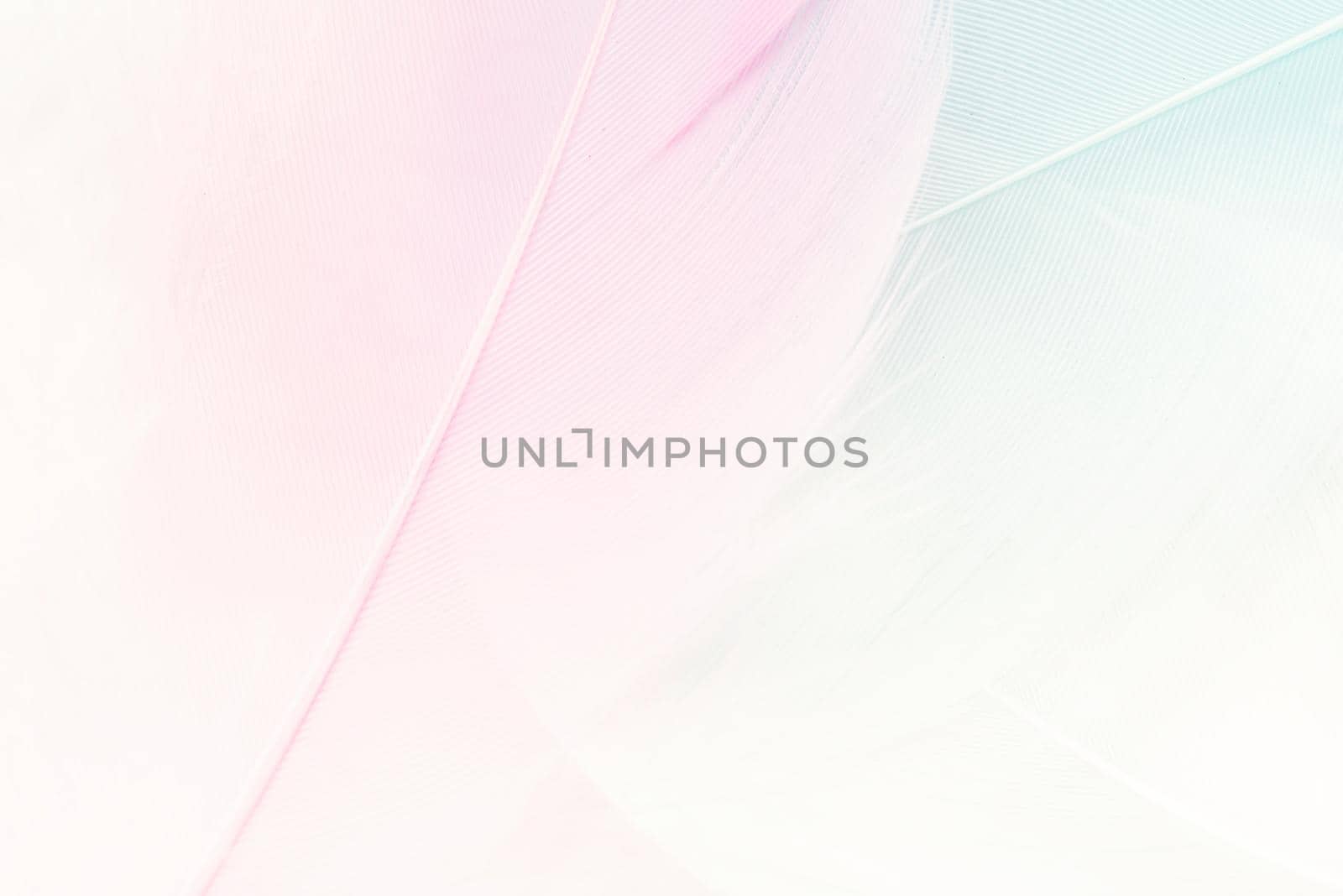 Pastel colored fluffy feathers of bird for background by Desperada