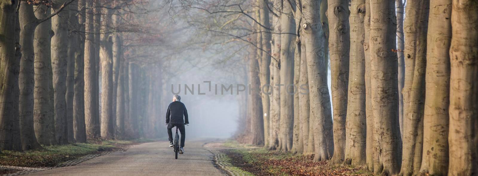 cyclist and beech tree trunks in morning sunlight on foggy day dutch landscape near utrecht in the netherlands