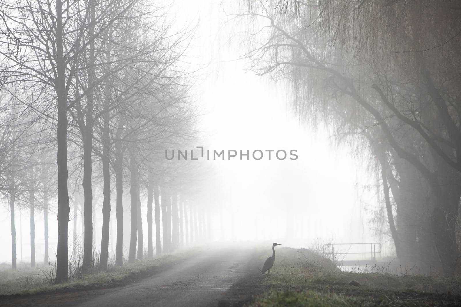 heron near country road on misty morning in the netherlands