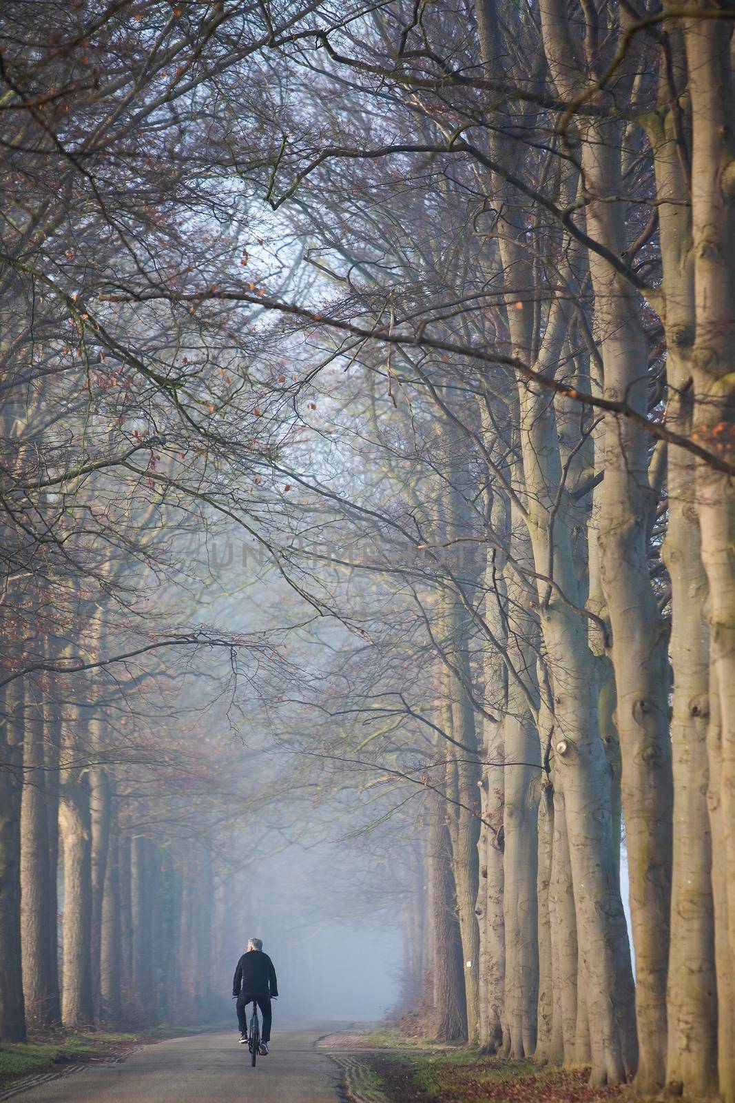 cyclist and beech tree trunks in morning sunlight on foggy day in dutch landscape near utrecht in the netherlands