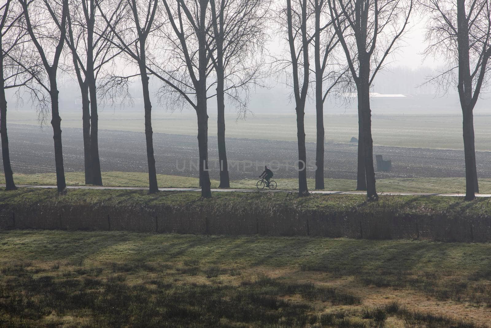 cyclist between trees and tree line in foggy dutch landscape in the middel of the netherlands