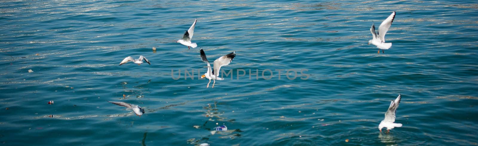Seagulls flying in sky over the sea waters by berkay