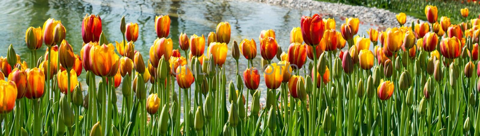 Colorful tulip flowers bloom in the garden